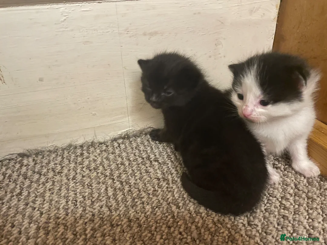 Domestic Shorthair cats for sale: Beautiful fluffy kittens  - Advert 5