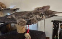 Maine Coon cats for sale: Beautiful Maine coon kittens  - Image 4