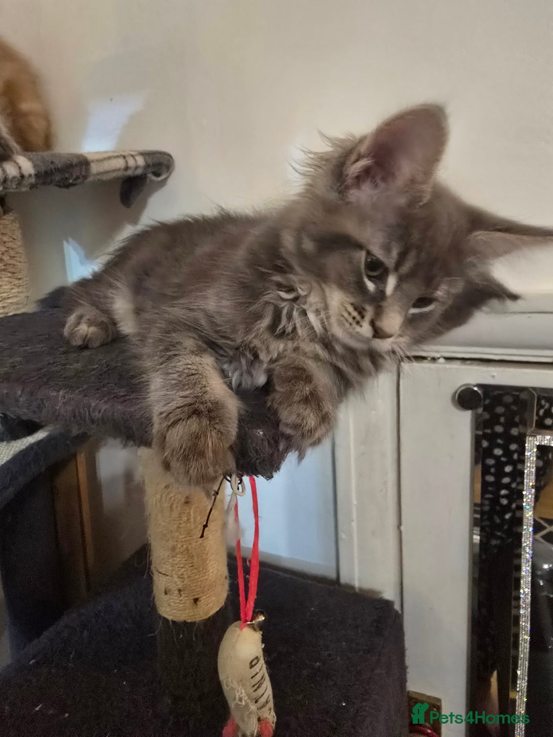 Maine Coon cats for sale: Beautiful Maine coon kittens  - Image 4