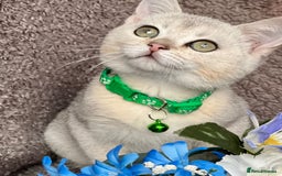 British Shorthair cats for sale: TICA registered British Shorthair kittens - Image 19