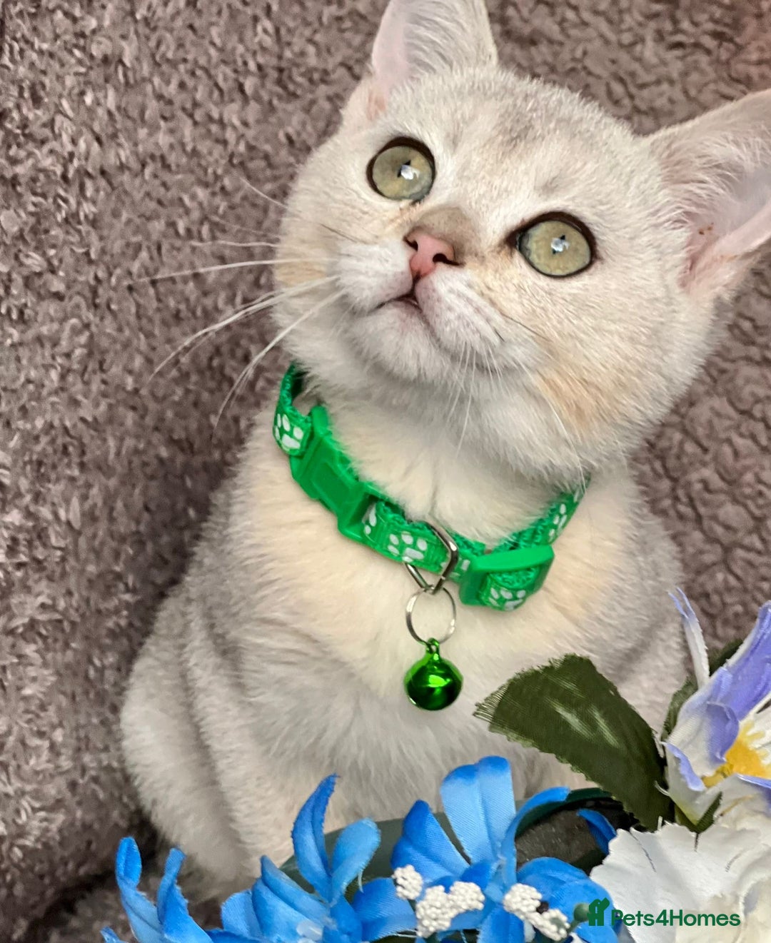 British Shorthair cats for sale: TICA registered British Shorthair kittens - Image 19