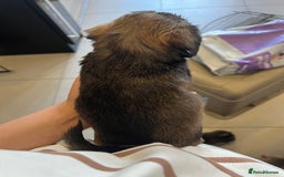 Mixed Breed dogs for sale: Chihuahua cross terrier puppies  - Image 3