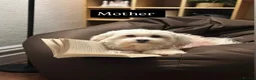 Maltese dogs for sale: Purebred Maltese Puppies with Korean Bloodlines in London - Advert 2