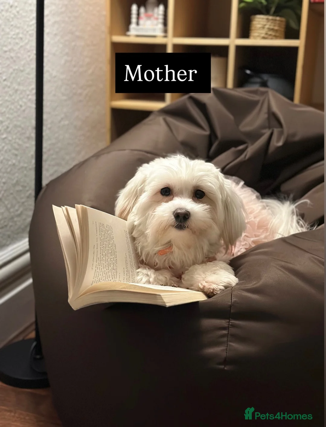 Maltese dogs for sale: Purebred Maltese Puppies with Korean Bloodlines in London - Advert 2