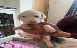 Mixed Breed dogs for sale: Lurcher puppies  - Image 6