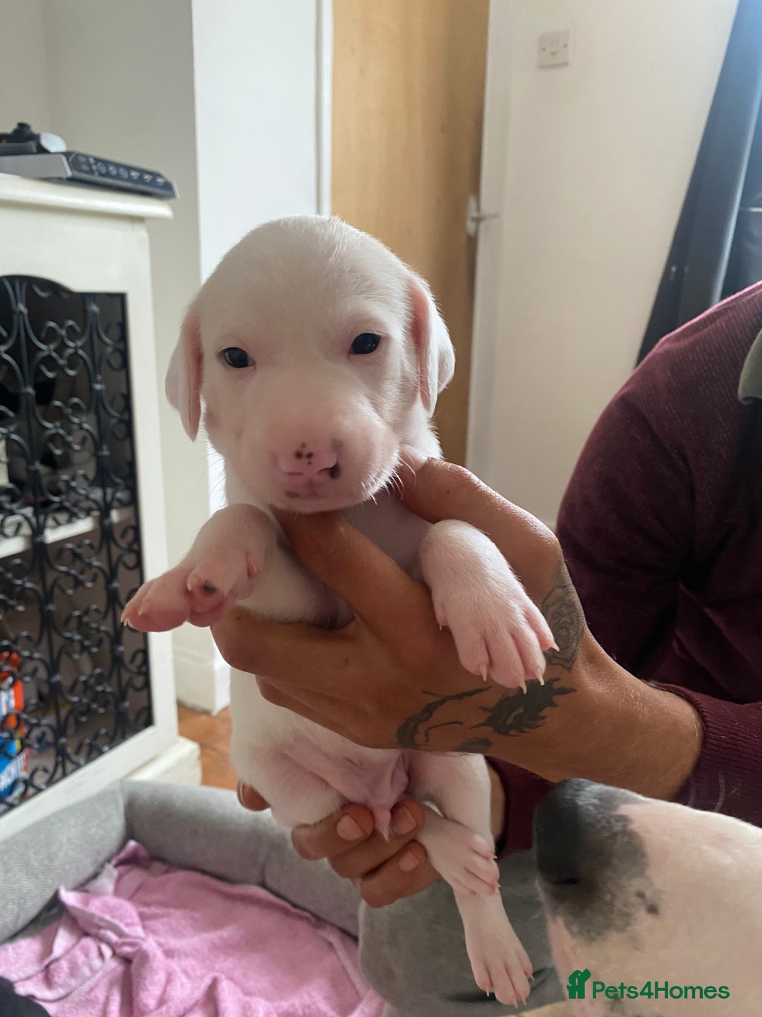 Mixed Breed dogs for sale: Lurcher puppies  - Image 6