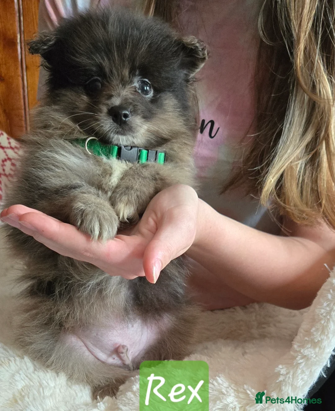 Pomeranian dogs for sale:  3 gorgeous pomeranian puppies available  - Advert 38