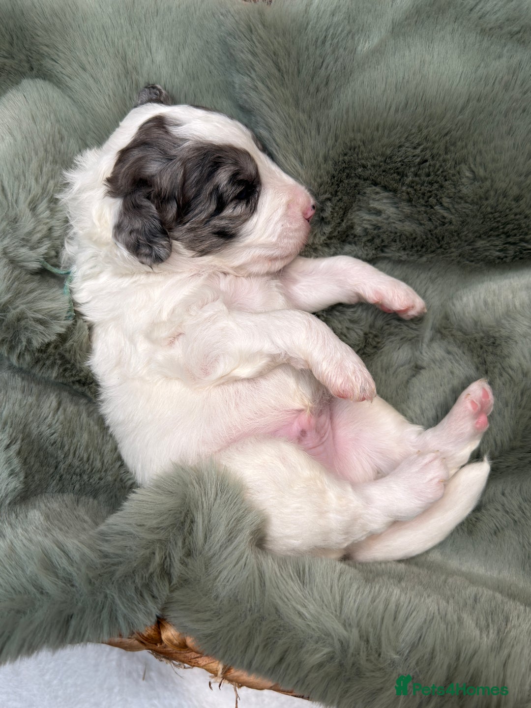 Bernedoodle dogs for sale: Miniature Bernedoodle Puppies - Image 24