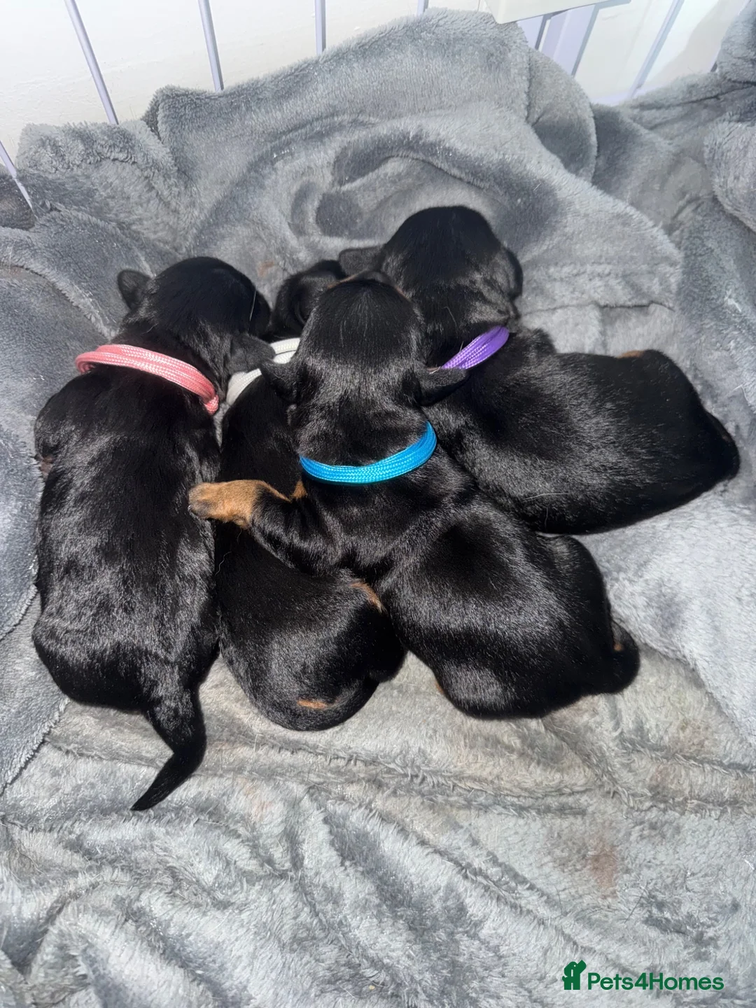 Jackapoo dogs for sale: Jackapoo Puppy’s  - Advert 1