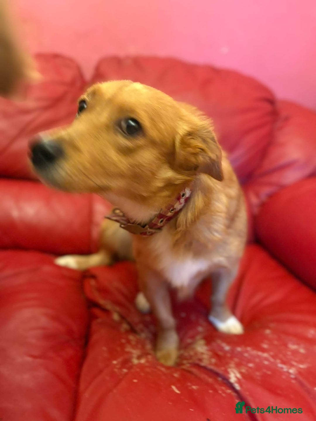 Mixed Breed dogs for adoption: Rose - Norwich Norfolk  - Advert 13