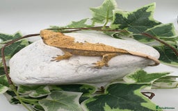 Gecko reptiles for sale: Extreme harliquin  - Image 4