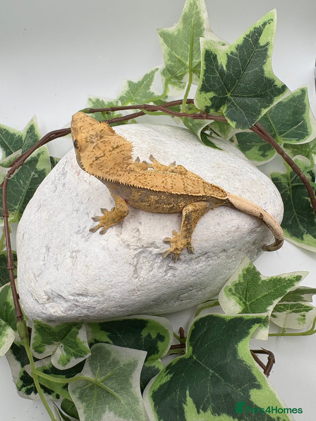Gecko reptiles for sale: Extreme harliquin  - Image 4