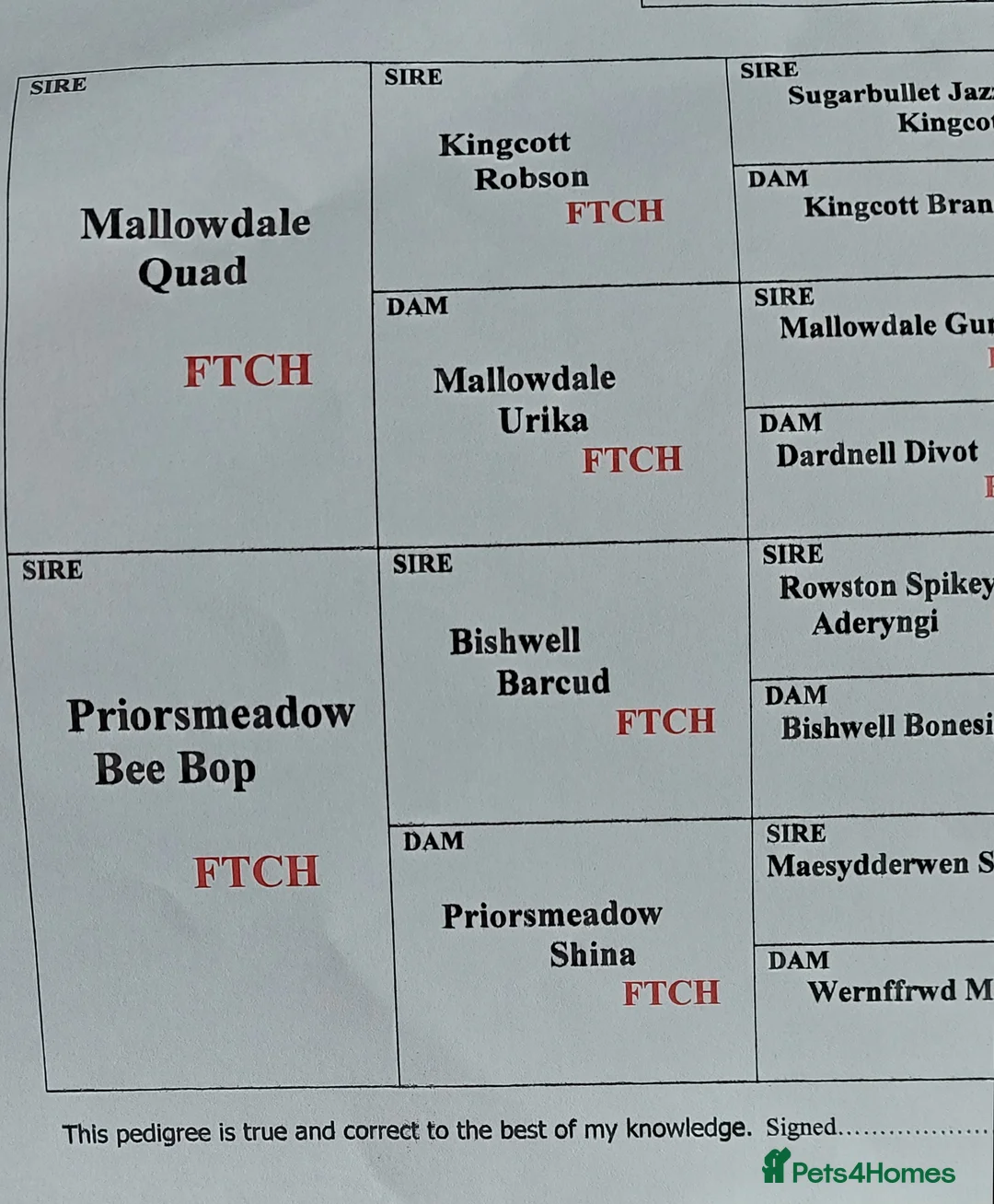 Cocker Spaniel dogs for stud: PROVEN Red Cocker Spaniel at Stud in Durham - Advert 14