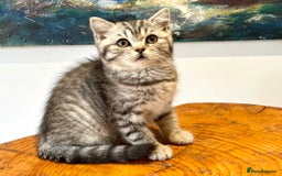 British Shorthair cats for sale: Ready NOW-Black Silver Tabby, Female - Image 2