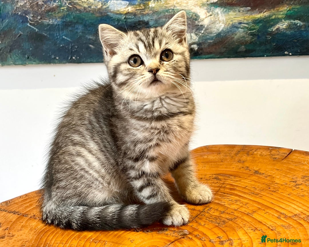 British Shorthair cats for sale: Ready NOW-Black Silver Tabby, Female - Image 2