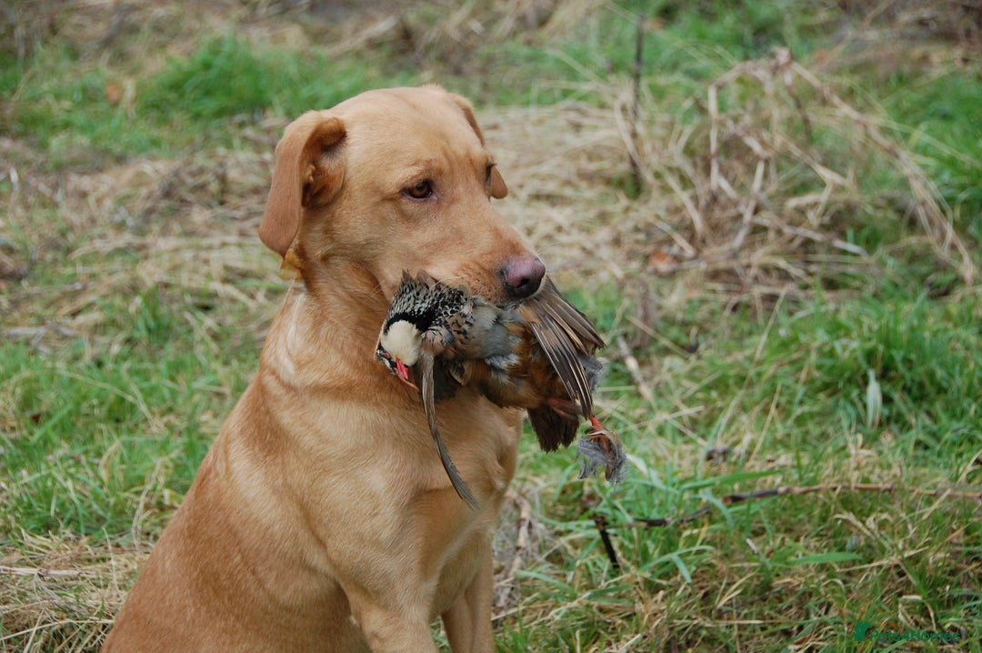 Labrador Retriever dogs for stud: ⭐️REGGIE⭐️ PROVEN KC REG WORKING LABRADOR STUD in Chelmsford - Image 10