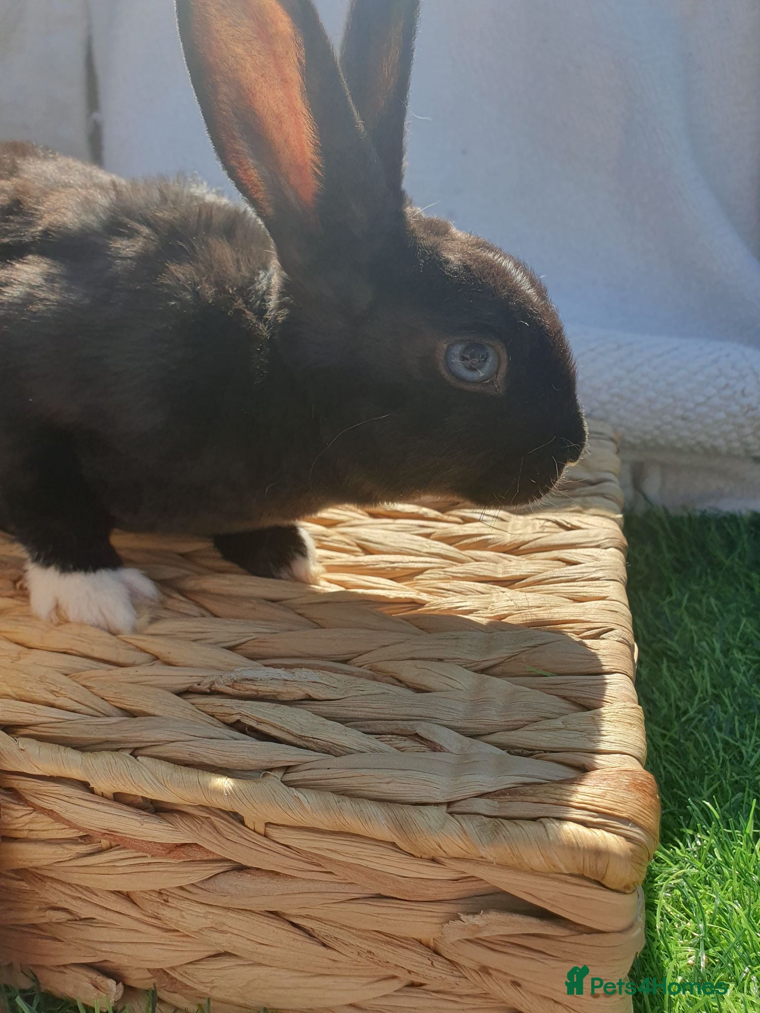 Rex rabbits Mini rex babies - Advert 8