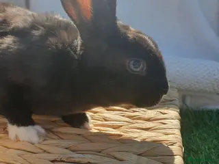 Rex rabbits Mini rex babies - Advert 1