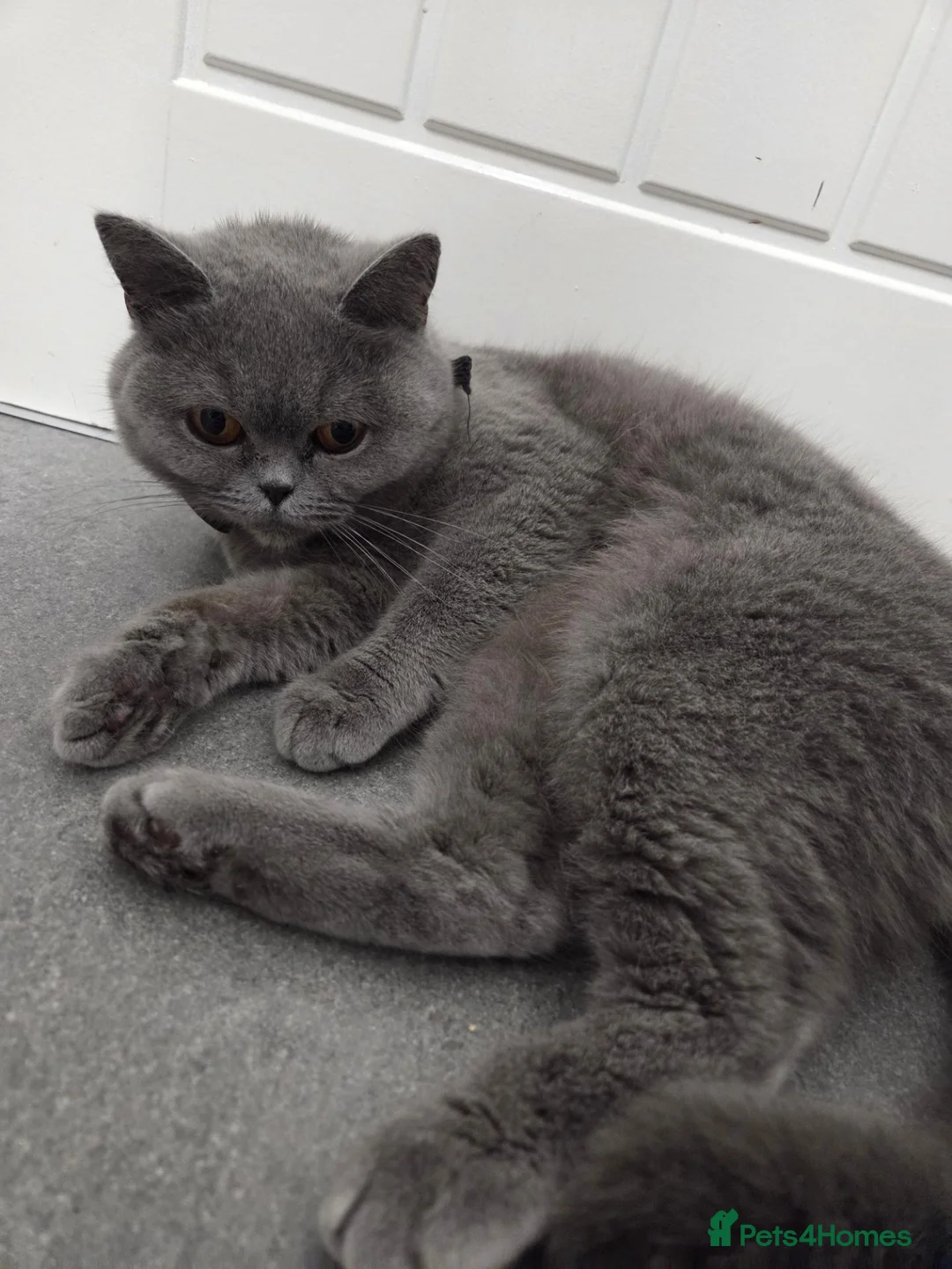 British Shorthair cats for sale: Queen for sale. in Rugby - Advert 2