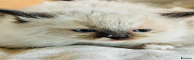 Ragdoll Kitten 1