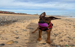 Mixed Breed dogs for sale: Cali  - Advert 4