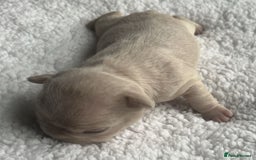 French Bulldog dogs for sale: 7 Stunning Babies ❤️💙 - Image 4