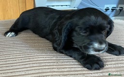 Cocker Spaniel dogs for sale: Working cocker spaniel pups  - Image 11