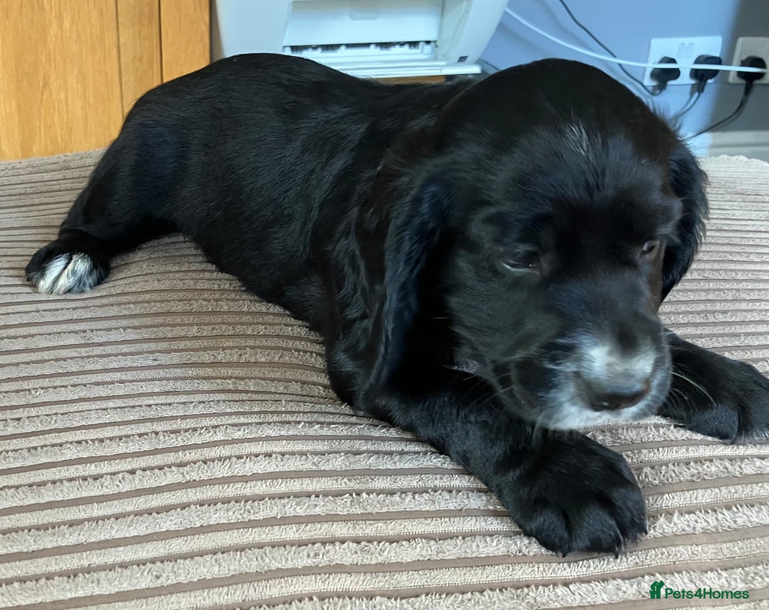 Cocker Spaniel dogs for sale: Working cocker spaniel pups  - Image 11