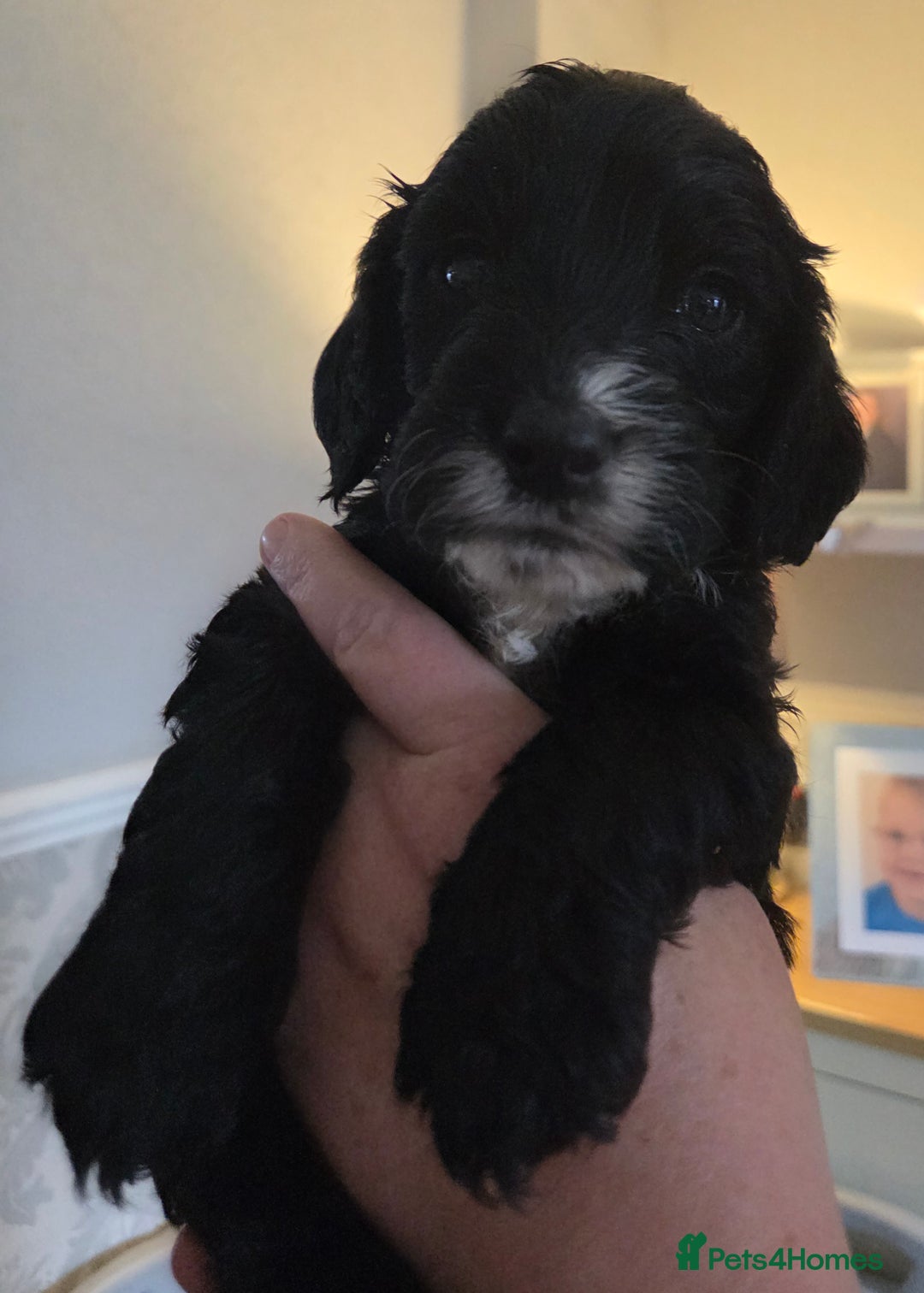 Cockapoo dogs for sale: F2 cockapoo puppies - Image 7