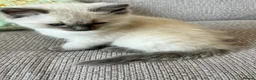 Ragdoll cats for sale: Female Ragdoll kitten - Advert 6