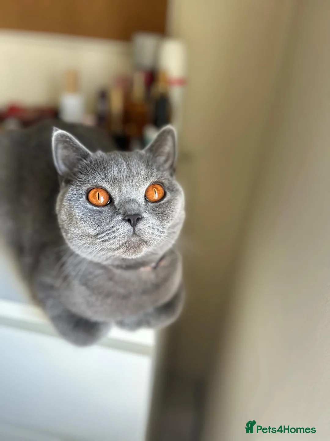 British Shorthair cats for sale: Lovely British Short Hair - Advert 1