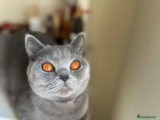 British Shorthair cats Lovely British Short Hair - Advert 4