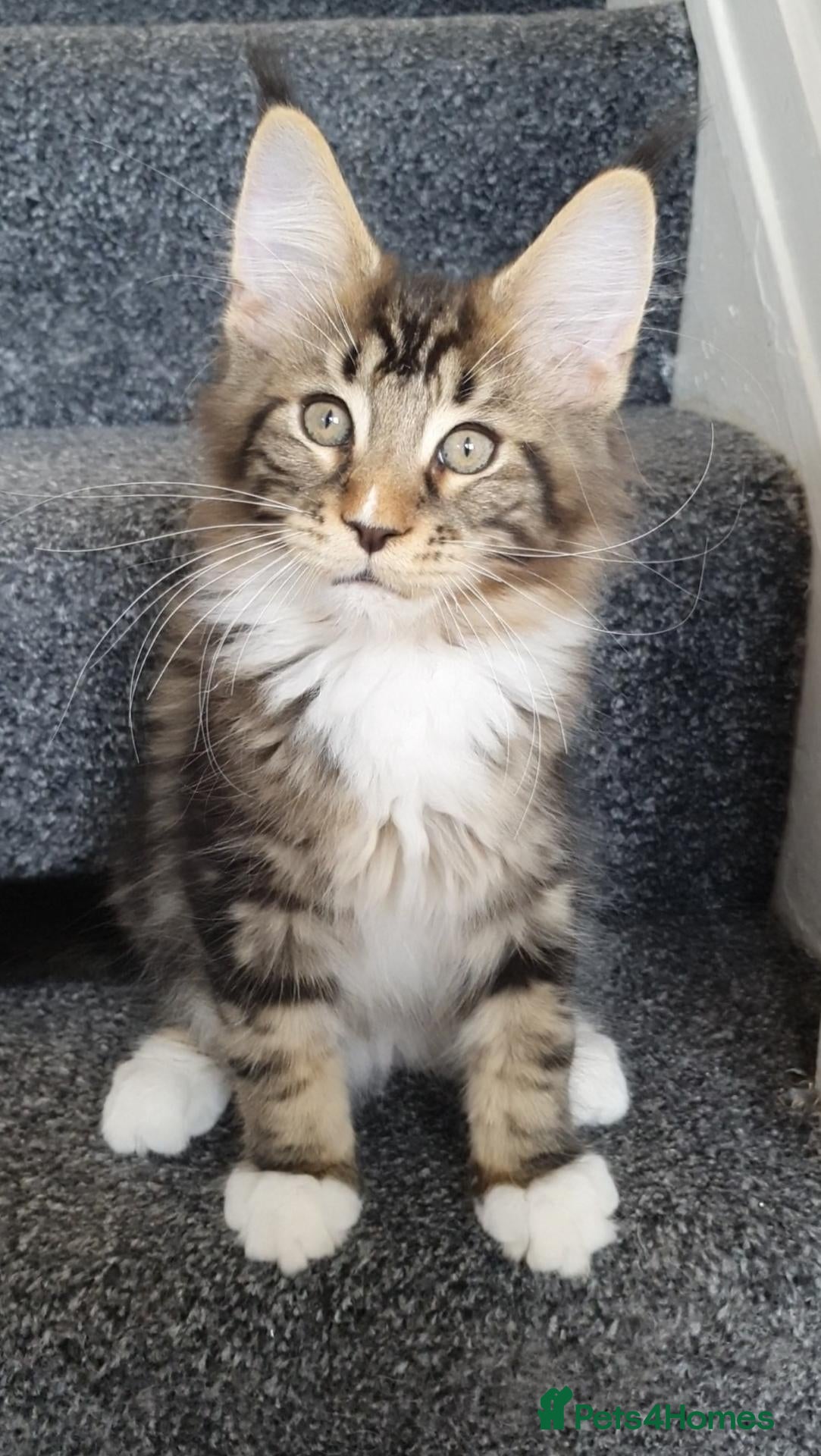 Maine Coon cats 🌟TICA🌟 pure breed maine coons - Advert 2