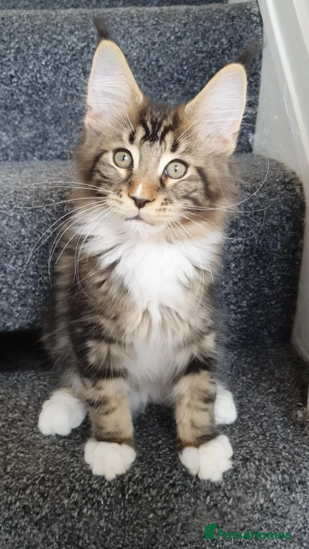 Maine Coon cats for sale: 🌟TICA🌟 pure breed maine coons - Advert 1