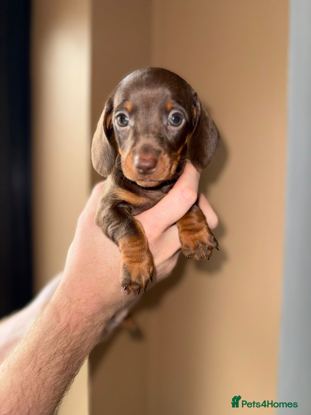 Miniature Dachshund dogs for sale: 🩷💙Stunning KC Mini Dachshund Puppies💙 - Image 5
