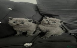 British Shorthair cats for sale: British short hair boys - Image 3