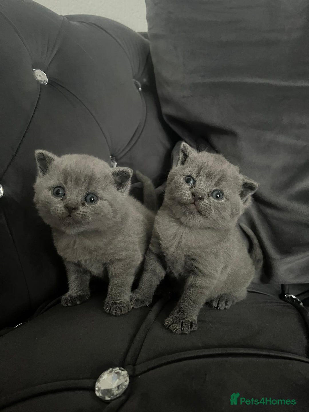 British Shorthair cats for sale: British short hair boys - Image 3
