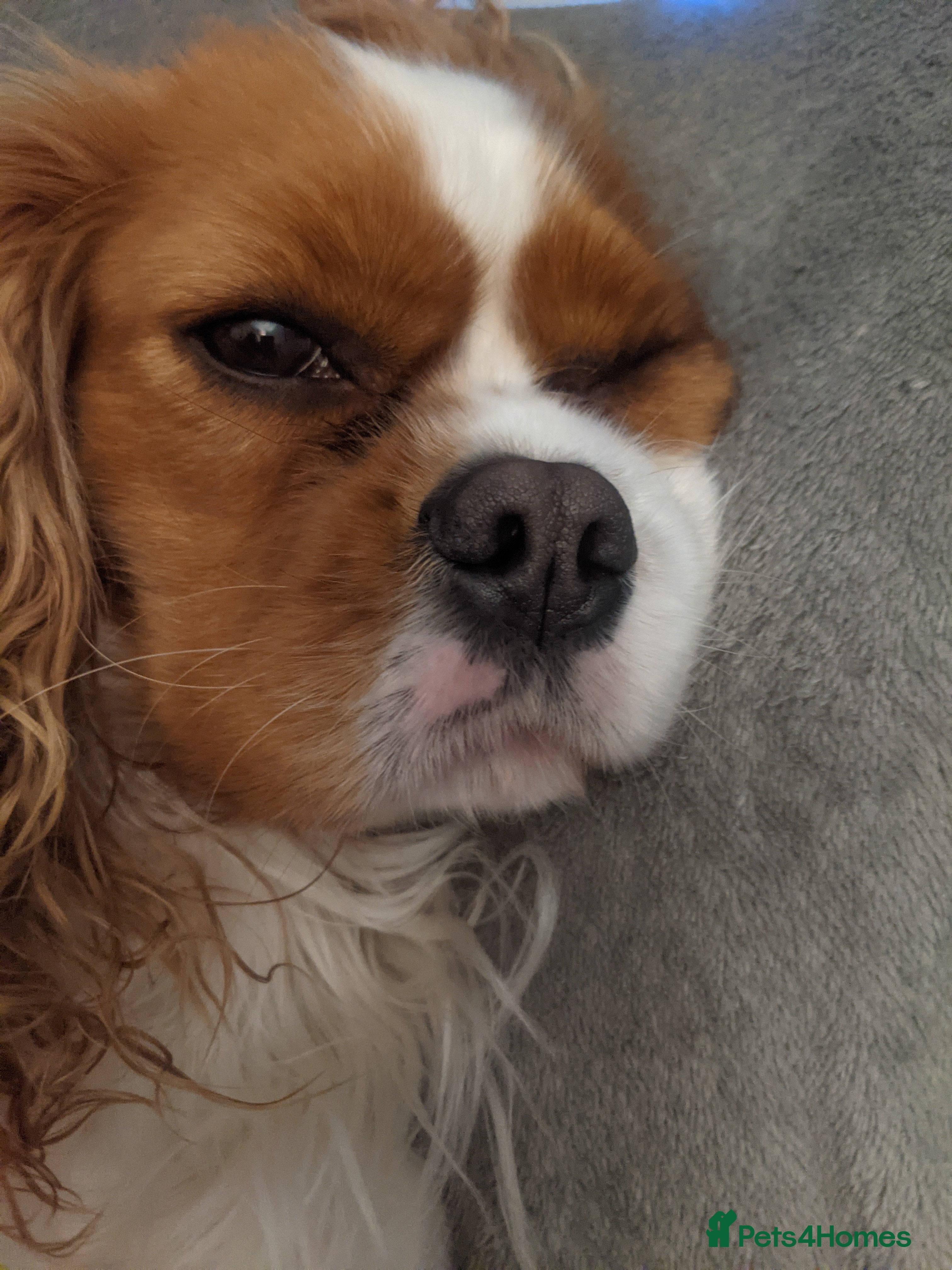 Cavalier King Charles Spaniel dogs Hyper, healthy 2 year old Cavalier (neutered) - Advert 18