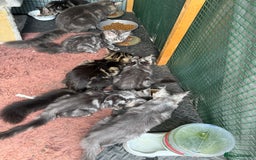 Maine Coon cats for sale: Maine Coon Kittens in Greenford - Image 26