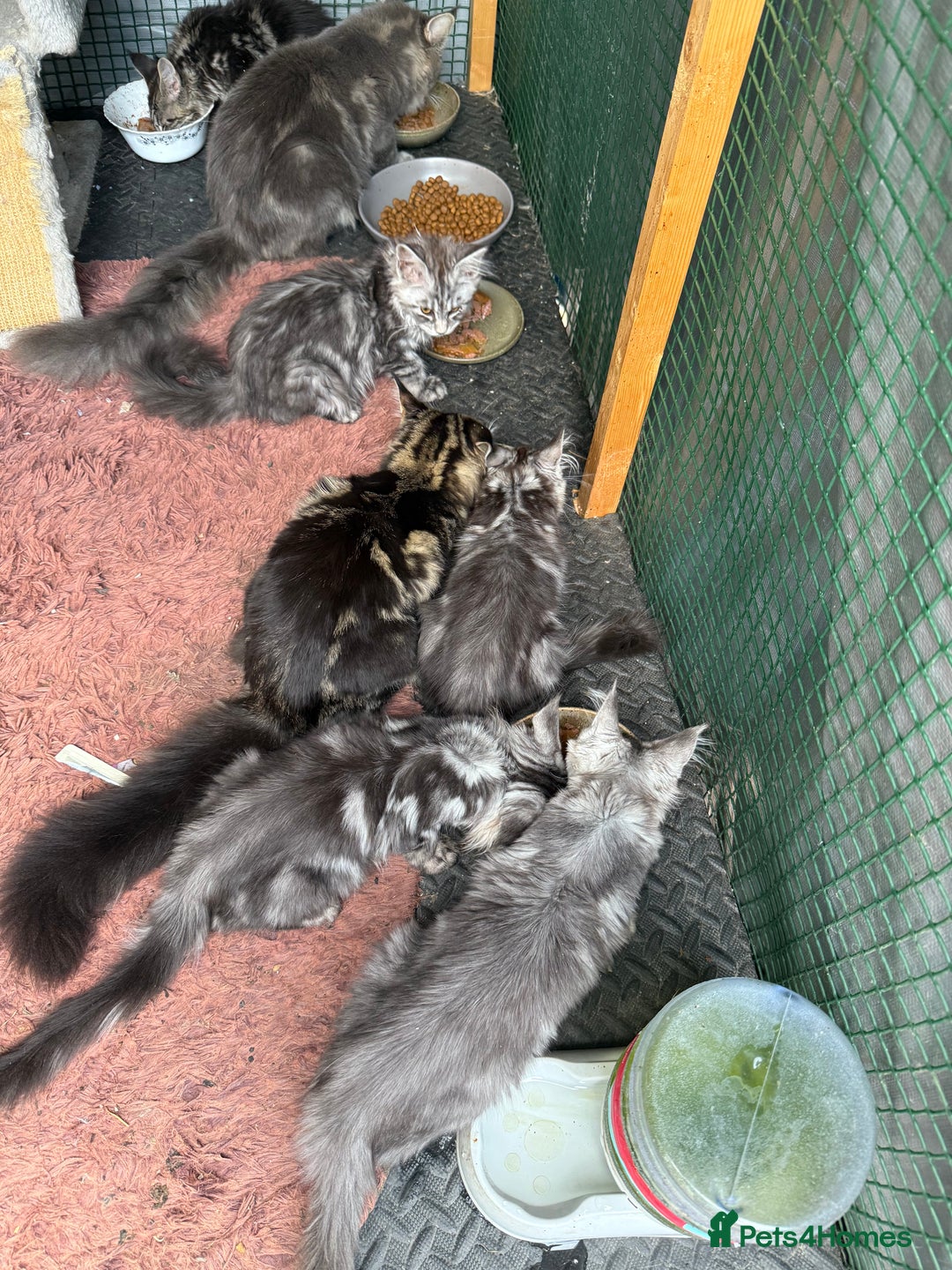 Maine Coon cats for sale: Maine Coon Kittens in Greenford - Image 26