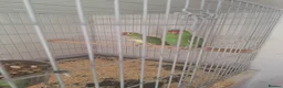 Parrots birds for sale: Pair of Red lored amazon for sale in Peterborough - Advert 5