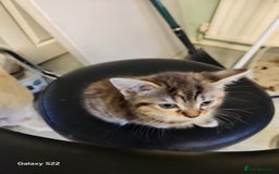 Mixed Breed cats for sale: British short hair/domestic cat - Image 3