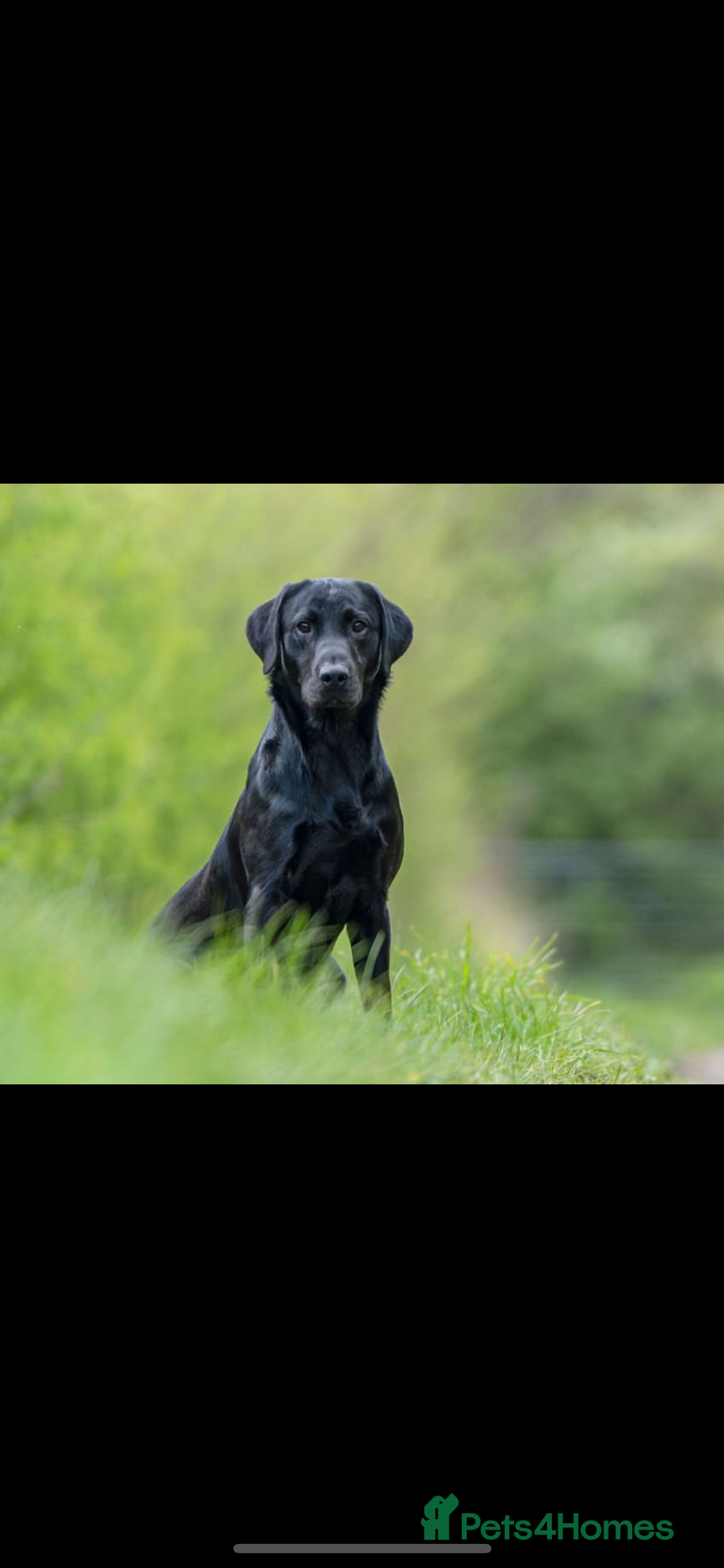 Labrador Retriever dogs for sale: Black & yellow working Labrador puppies  - Image 9