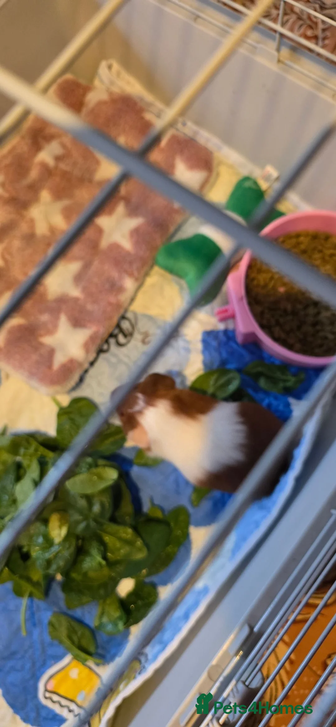 Guinea Pig rodents for sale: 3 week old female guinea pig - Advert 6