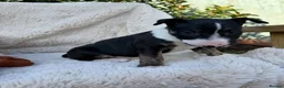 English Bull Terrier dogs for sale: Champion Bloodline English Bull Terrier Puppies - Advert 6