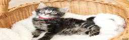 Mixed Breed cats for sale: Adorable Tabby Kittens - Advert 8