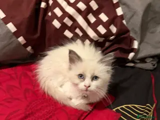 Ragdoll cats BLUE BICOLOUR RAGDOLL FEMALE KITTEN *AVAILABLE* - Advert 7