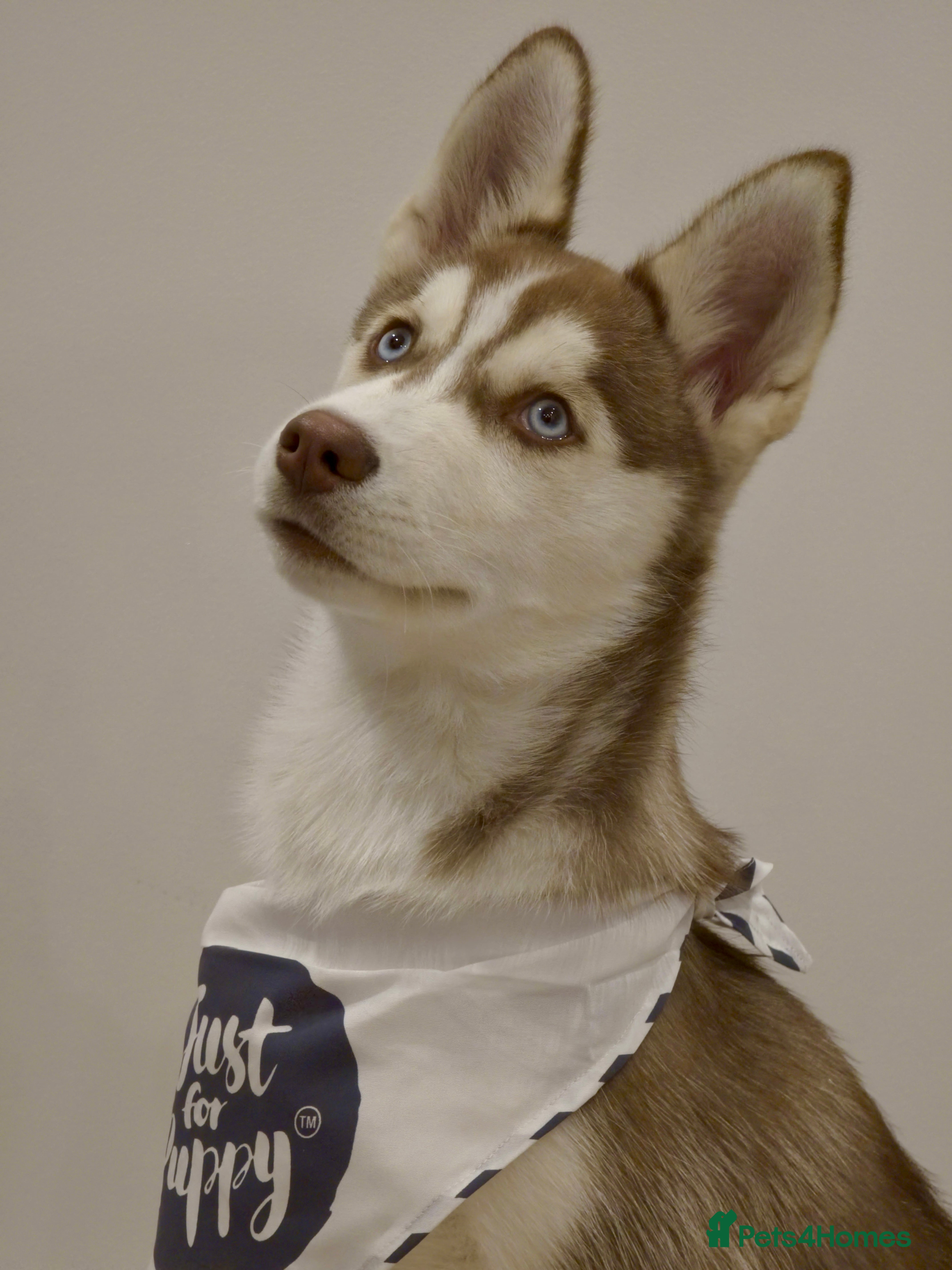 Siberian Husky dogs Perfect Well-Trained Husky Boy🐕Best Family Friend - Advert 1