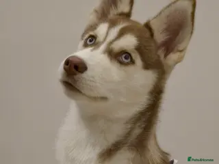 Siberian Husky dogs Perfect Well-Trained Husky Boy🐕Best Family Friend - Advert 3