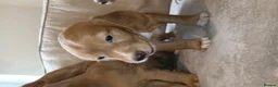 Cocker Spaniel dogs for sale: Cocker spaniel puppies in Middlesbrough - Advert 7